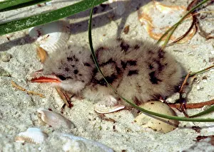 Nilotica: Gull-billed Tern (Sterna nilotica) chick in nest