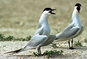 Nilotica: Gull-billed Terns (Sterna nilotica) courting