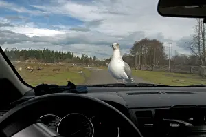 Hood: Gull on Car Hood