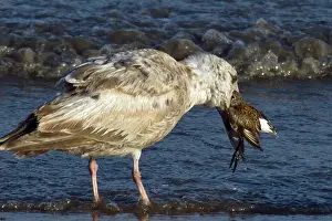 Semipalmated: Gull eating Plover