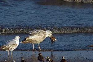 Semipalmated: Gull eating Plover