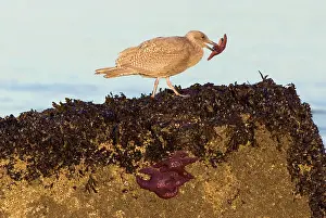 Ochraceus: Gull feeding on purple sea stars, Stanley