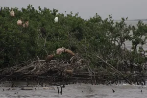 Cleanup: Gull Island, Louisiana
