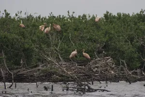 Cleanup: Gull Island, Louisiana