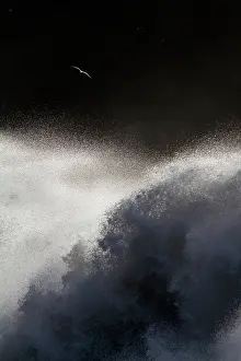 Foam: Gull (Larus sp) flying over the ocean unleashed