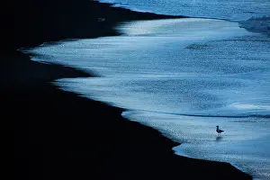 Lava: Gull (Larus sp) silhouette on black lava beach in