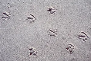 Tracks: GULL - Tracks in sand