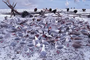 Glaucescens: Gulls and Eagles