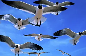 Seagulls: Gulls in flight