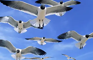 Seagulls: Gulls flying