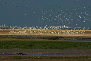 Budle: Gulls - flying across Budle Bay Wildfowl Reserve at sunset