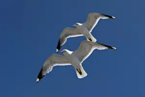 Canus: Two Gulls (Larus canus) flying synchronously with