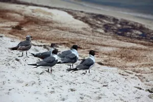 Slick: Gulls on oily beach
