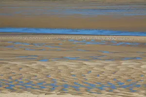 Budle: Gulls - resting at low tide in Budle Bay Wildfowl Reserve