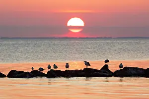 Gulls: Gulls resting on stones in the sea in the sunset