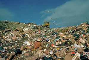 Refuse: Gulls and town dump