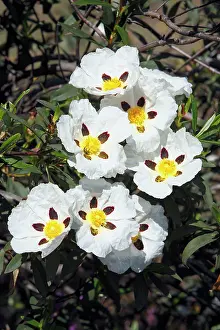 Cistus: Gum Cicstus - flowers