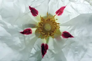 Detailed: Gum Cistus - detailed study of blossom