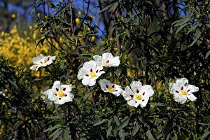 Cistus: Gum Cistus - flowering bush
