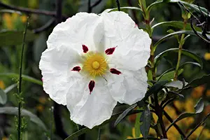 Cistus: Gum Cistus - single blossom