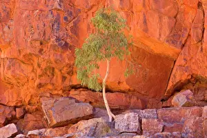 Towering: Gum Tree growing in rock wall - a small gum tree