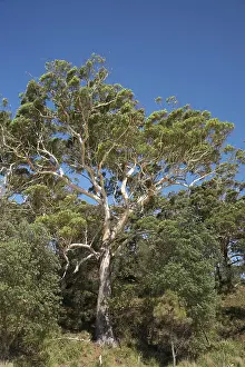 Eucalyptus: Gum Tree, Murrays Beach, Booderee National