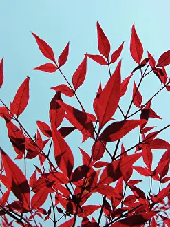 Bursera: Gumbo-limbo