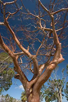 Bursera: Gumbo-limbo tree / Tourist tree