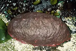 Stelleri: Gumboot CHITON (Mollusca)