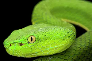 Trimeresurus: Gumprecht's green pitviper (Trimeresurus gumprechti