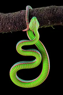 Suspend: Gumprecht's green pitviper (Trimeresurus gumprechti)