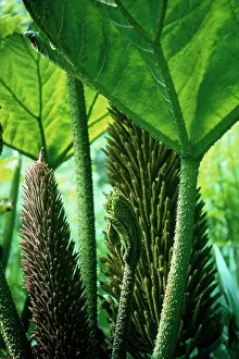 Rhubarb: Gunnera