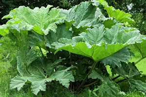 Gunnera: Gunnera