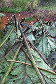 Rhubarb: Gunnera