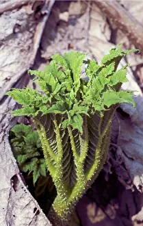 Rhubarb: Gunnera