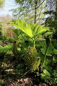 Rhubarb: Gunnera