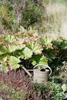 Thumb: Gunnera
