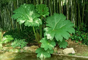 Manicata: GUNNERA MANICATA