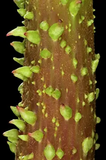 Manicata: Gunnera - stem