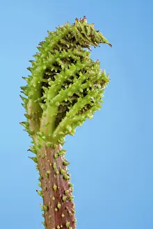 Manicata: Gunnera - young leaf just coming out the bud