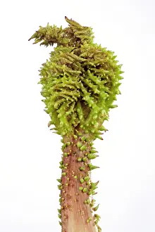 Manicata: Gunnera - young leaf just coming out the bud