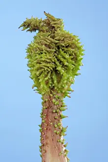 Manicata: Gunnera - young leaf just coming out the bud