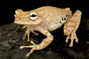 Backgrounds: Gunther's banded tree frog (Boana fasciata), on