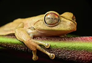 Batrachians: Gunther's banded tree frog (Hypsiboas fasciatus)