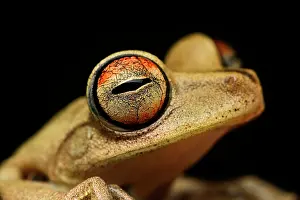 Batrachians: Gunther's banded tree frog (Hypsiboas fasciatus)