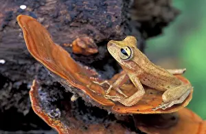 Fasciata: Gunther's Banded Treefrog