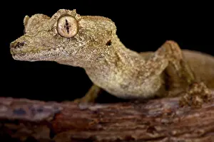 Uroplatus: Gunther's leaf-tailed gecko (Uroplatus guentheri)