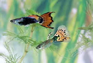 Guppies: GUPPIES - x2 male