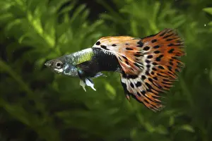 Guppies: Guppy male and aquarium plants