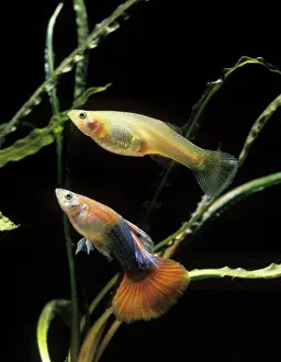 Reticulatus: Guppy - male and female